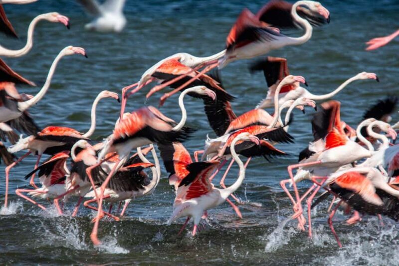 From Walvis Bay: Sandwich Harbour and Pelican Point Tour - Who Is This Tour Best For?
