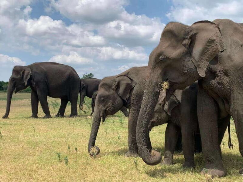 From Weligama : Udawalawa National Park Safari Tour - Introduction: Why Consider the Udawalawa National Park Safari from Weligama?