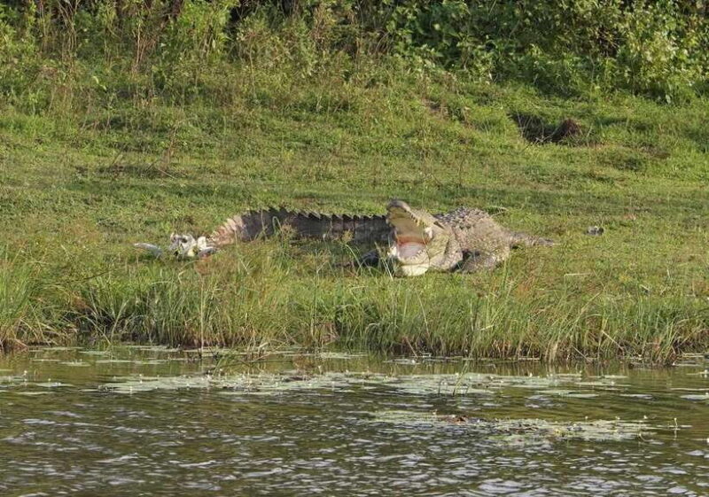 From Weligama : Udawalawa National Park Safari Tour - Inside Udawalawe National Park: What You Can Expect