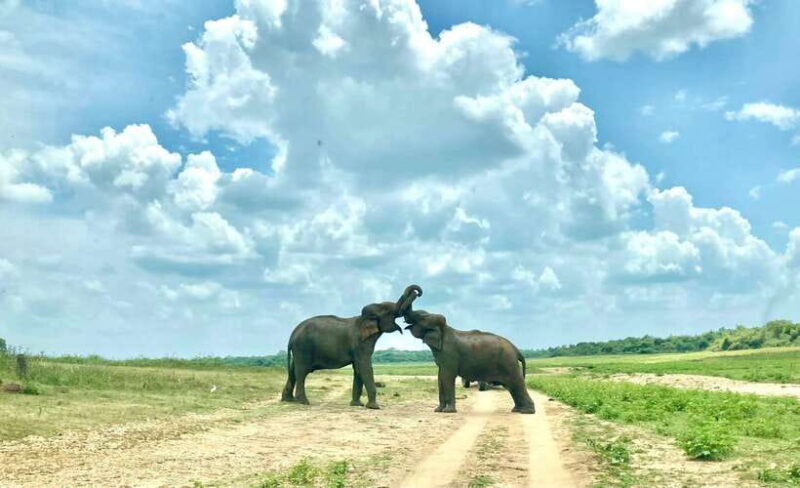 From Weligama : Udawalawa National Park Safari Tour - Price and Value: Is it Worth It?