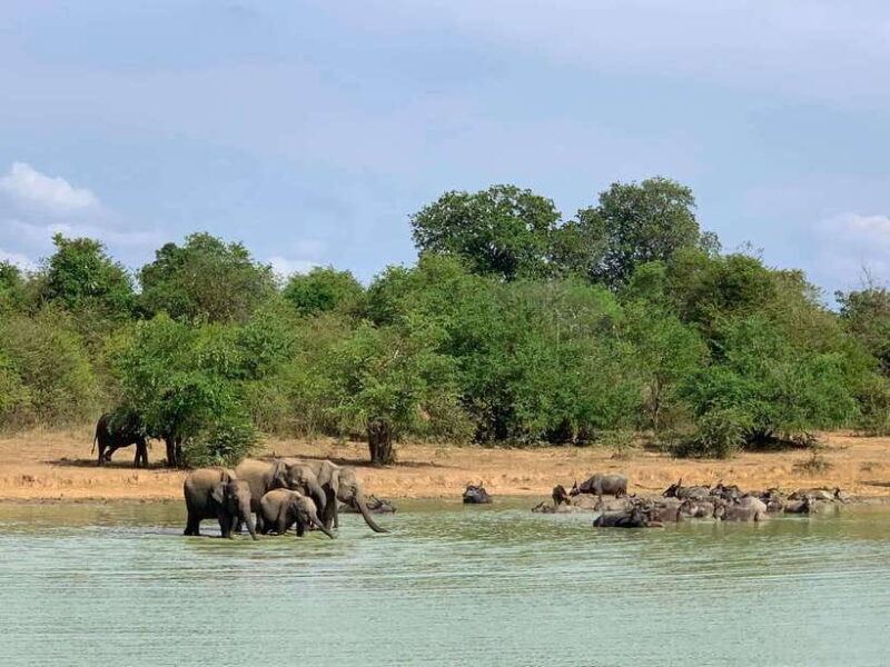 From Weligama : Udawalawa National Park Safari Tour - The Experience Provider: Tiger Safaris