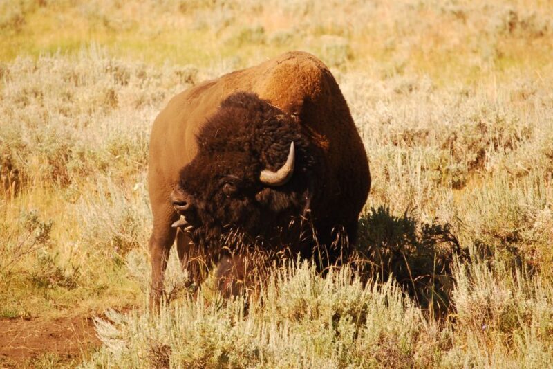 From West Yellowstone: Lamar Valley Wildlife Tour by Van - FAQ