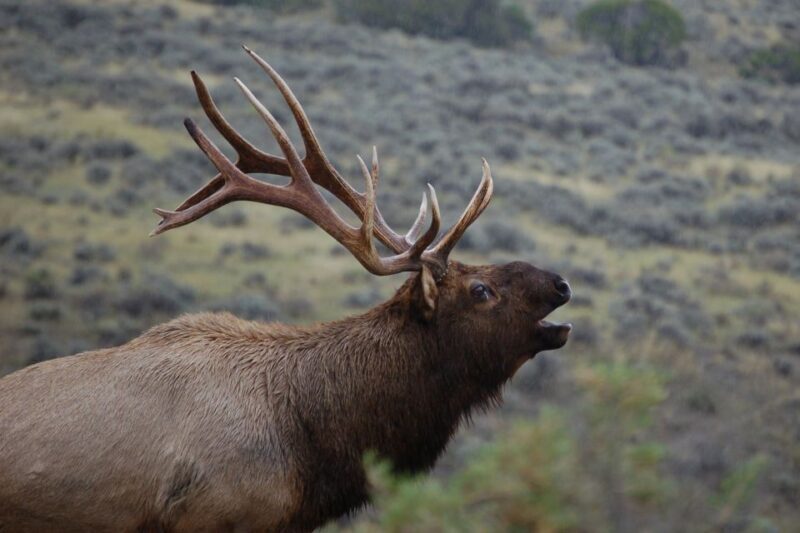 From West Yellowstone: Lower Loop Active Van Tour - What the Tour Includes and What to Consider