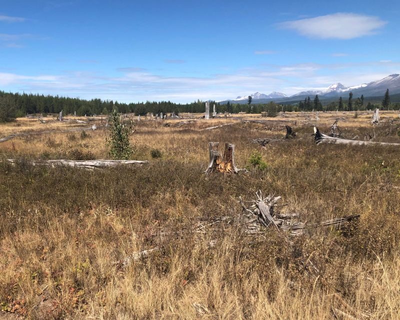 From Whitefish: West Glacier & Polebridge Day Tour - Discovering Montana’s Wilderness: What This Tour Offers