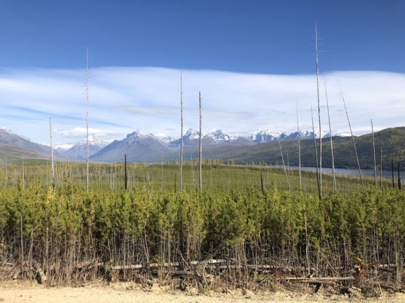From Whitefish: West Glacier & Polebridge Day Tour - Potential Drawbacks & Considerations