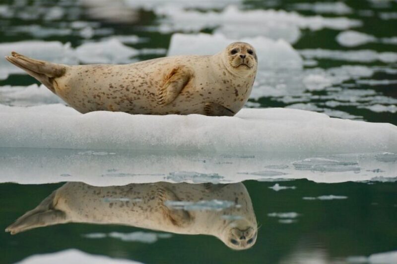 From Whittier/Anchorage: Prince William Sound Glacier Cruise - Setting the Scene: What to Expect