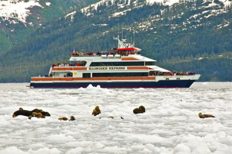 From Whittier/Anchorage: Prince William Sound Glacier Cruise - Wildlife Watching: More Than Just Glaciers
