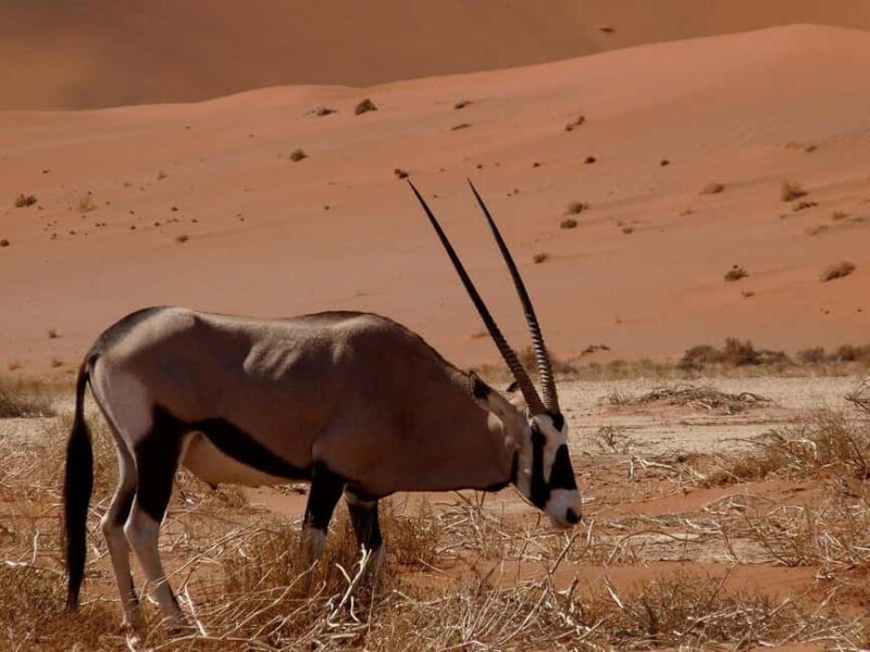 From Windhoek: Budget Sossusvlei Guided 2-Day Tour - FAQ