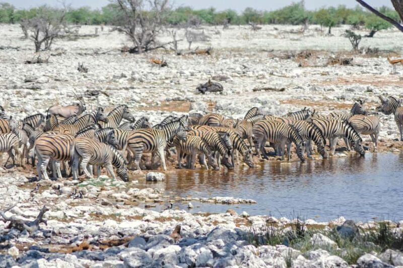 From Windhoek: Guided 1-Day Etosha National Park Safari Tour - Key Points