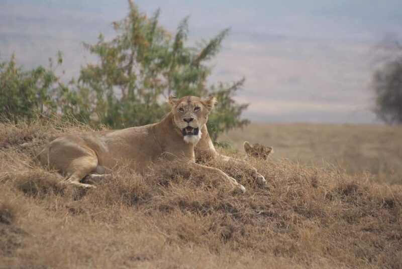 from Zanzibar: 1-Day Nyerere/selous safari by flight - Key Points
