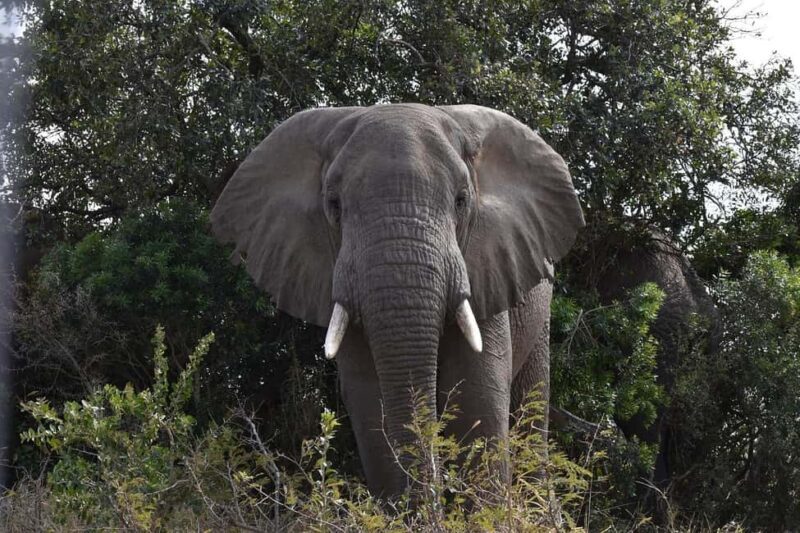 from Zanzibar: 1-Day Nyerere/selous safari by flight - An In-Depth Look at the Safari Experience