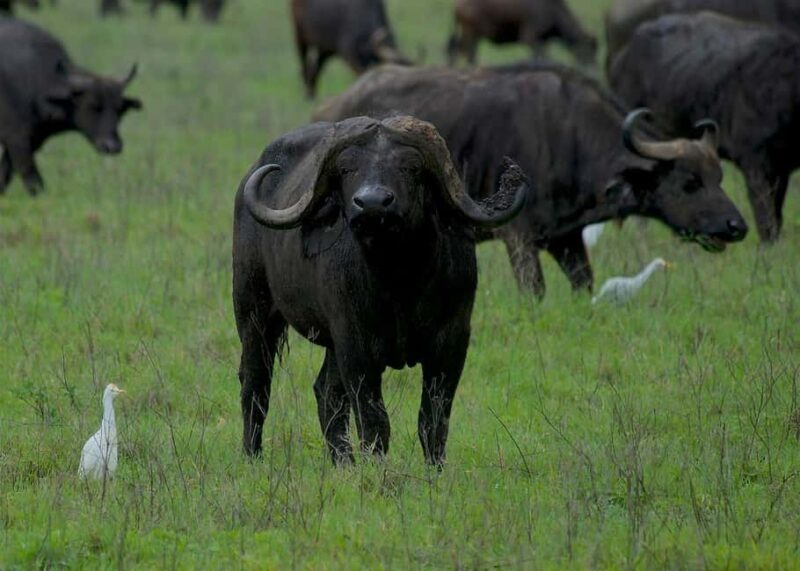 from Zanzibar: 1-Day Nyerere/selous safari by flight - Who Will Benefit Most from This Tour?