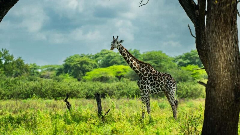 From Zanzibar: 1 Day Safari Selous VIP trip with Flights - An Overview of the Experience