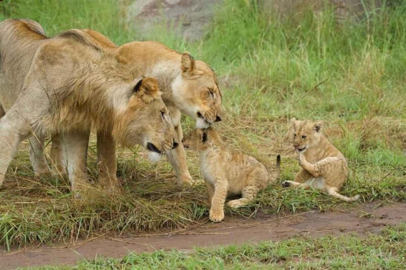 From Zanzibar: 2-Day Serengeti Safari with Flights - Key Points