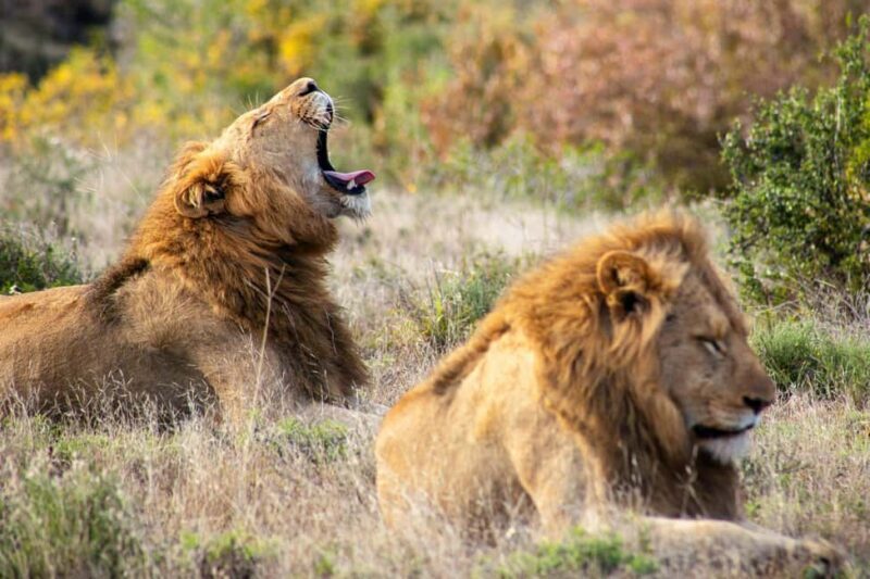 From Zanzibar: 2-Day Serengeti Safari with Flights - What’s Included and What’s Not