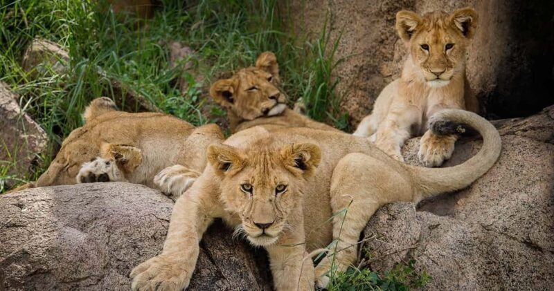 From Zanzibar: 2-Day Serengeti Safari with Flights - The Experience in Action