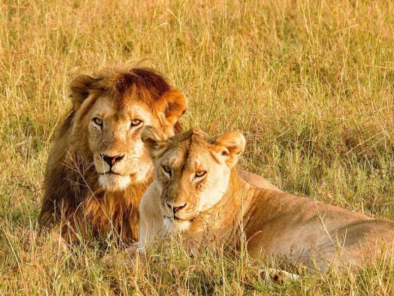 From Zanzibar: 2-Day Serengeti Safari with Flights - Final Thoughts