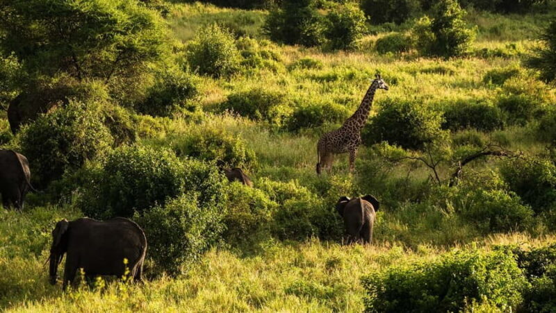 From Zanzibar: 2-Day Tarangire & Manyara Safari with Flights - The Sum Up
