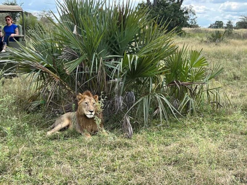 from Zanzibar: 2-Days Nyerere Wildlife Safari with flight - Day 2: River Safari and Return to Zanzibar