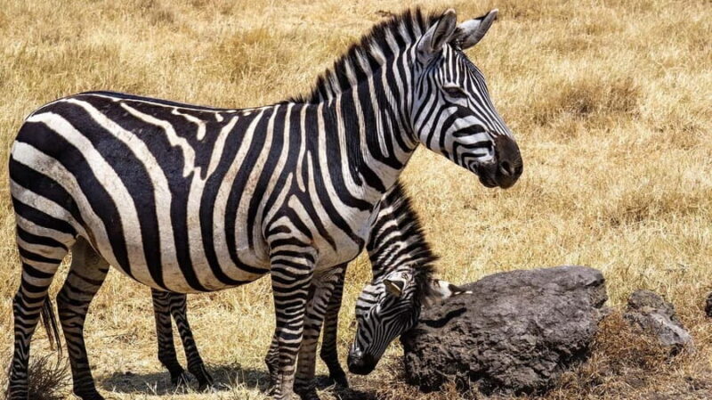 from Zanzibar: 2-Days Nyerere Wildlife Safari with flight - What’s Included and What to Consider