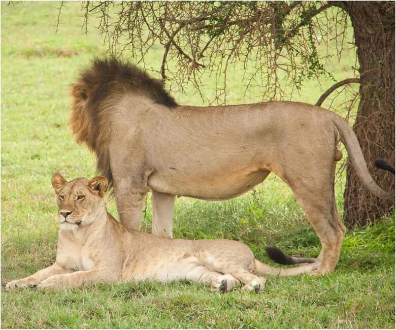 from Zanzibar: 2-Days Nyerere Wildlife Safari with flight - The Experience: What Travelers Say