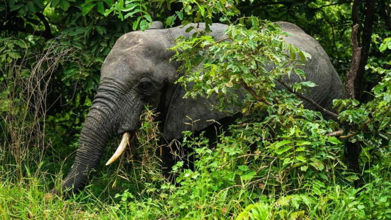 From Zanzibar: 3-Day Selous Safari Trip with Flights - The Itinerary in Detail
