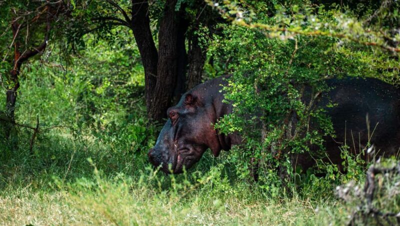 From Zanzibar: 3-Day VIP Selous Safari, Rufiji Boat Safari - Final Thoughts