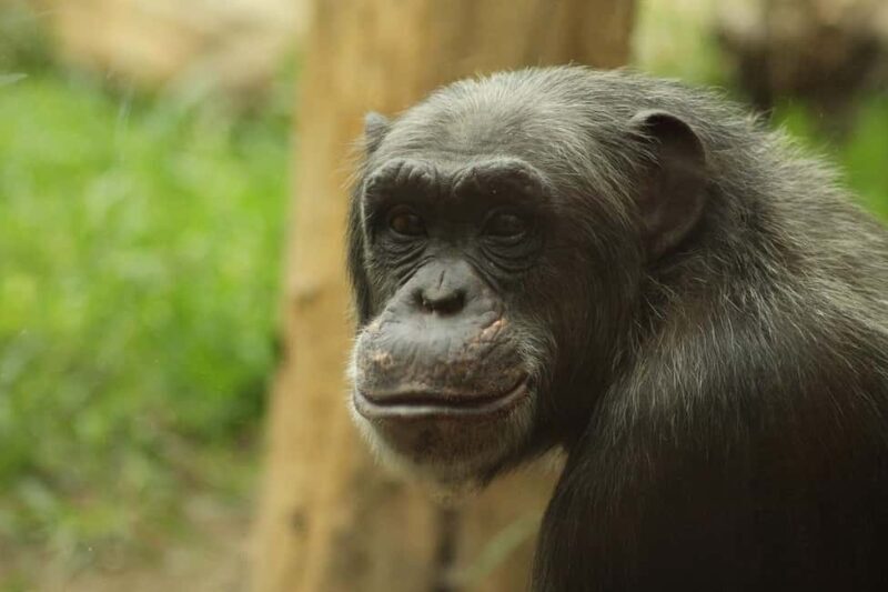 from Zanzibar: 3-Days Kigoma & Gombe National Park by flight - From Zanzibar: 3-Day Kigoma & Gombe National Park by Flight — A Practical Guide