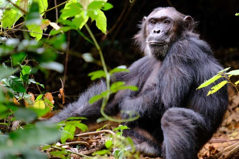from Zanzibar: 3-Days Kigoma & Gombe National Park by flight - Value and Practicalities