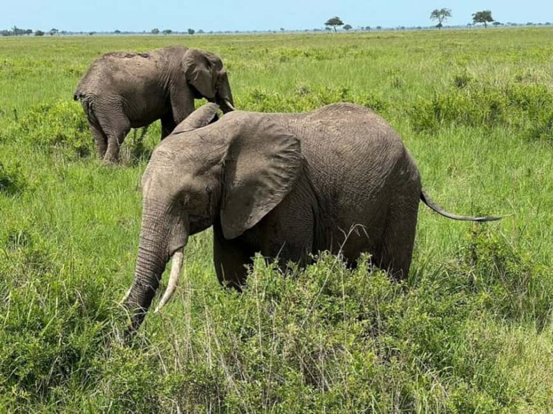 from Zanzibar: 3-Days Mikumi national park safari by Train - Key Points