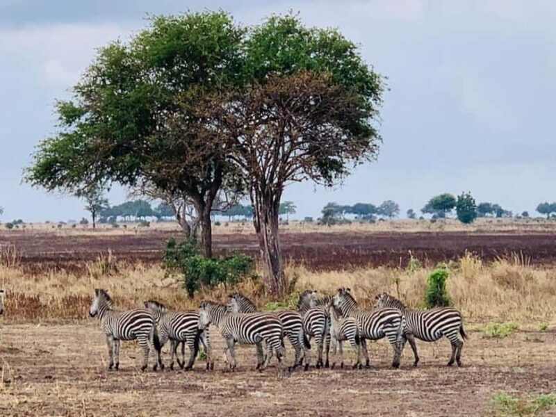 from Zanzibar: 3-Days Mikumi national park safari by Train - Practicalities and Tips