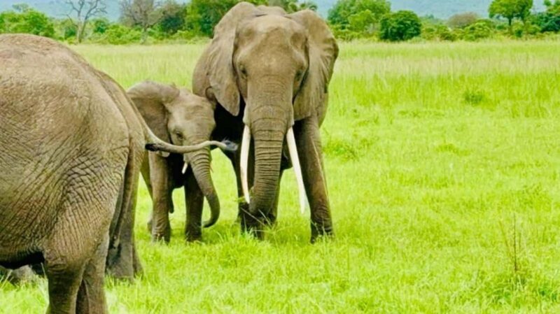 from Zanzibar: 3-Days Mikumi national park safari by Train - Who Should Consider This Tour?