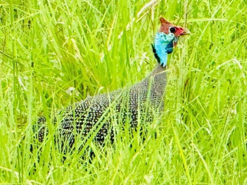 from Zanzibar: 3-Days Mikumi national park safari by Train - Final Thoughts