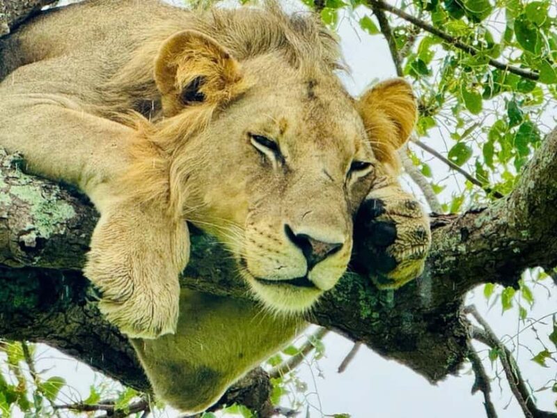 from Zanzibar: 3-Days Mikumi national park Safari with Train - Key Points