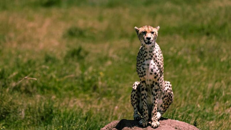 From Zanzibar: 3 Days Safari Northern Circuit with Flights - Who Is This Tour Best For?