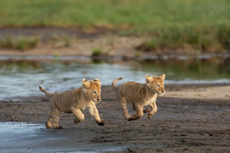 From Zanzibar: 4 Days Northern Circuit Safari Tour adventure - Key Points