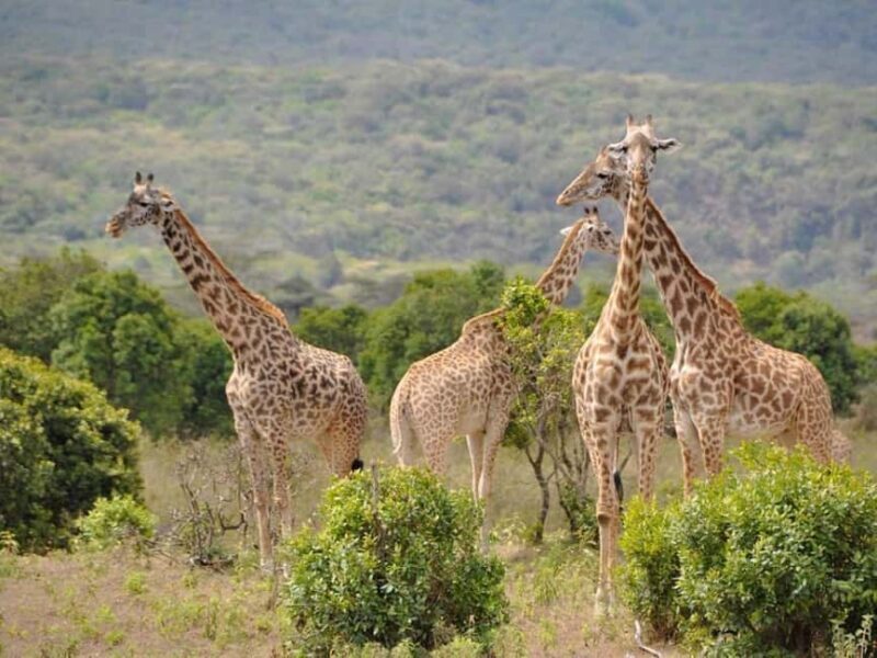 From Zanzibar: 5-Day Selous and Mikumi Safari with Flights - Key Points