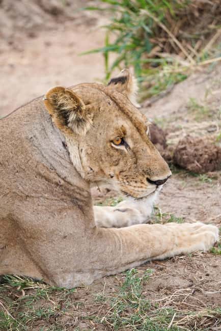 From Zanzibar: Best Day Safari Mikumi with flights and lunch - Key Points