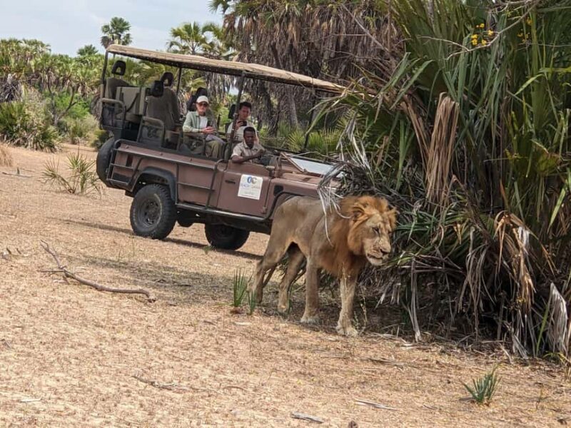 From Zanzibar: Best Day Safari Mikumi with flights and lunch - Introduction: Why a Day Safari from Zanzibar Makes Sense