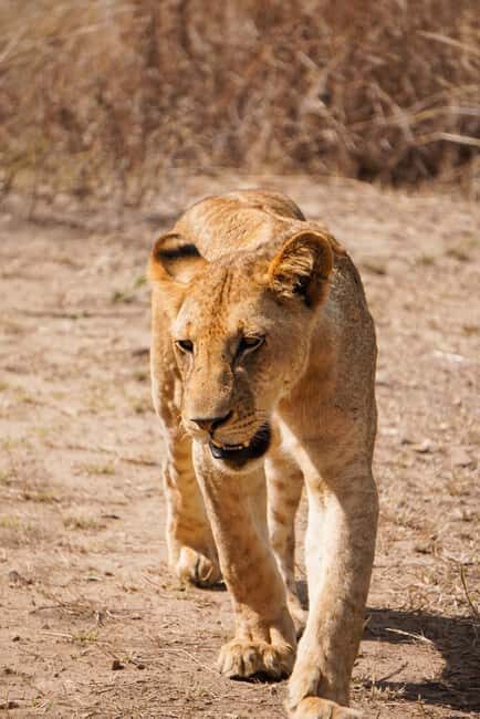 From Zanzibar: Best Day Safari Mikumi with flights and lunch - What’s Included and What’s Not?