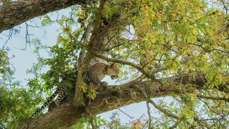 From Zanzibar: Best Day Safari Mikumi with flights and lunch - Practical Tips for Travelers