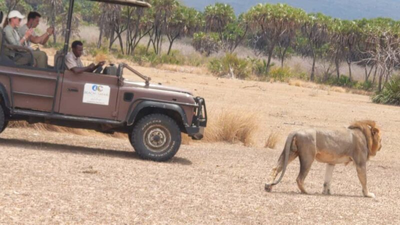 From Zanzibar: Best Day Safari Mikumi with flights and lunch - The Sum Up: Who Will Love This Tour?