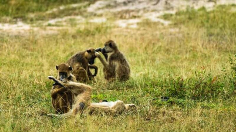 From Zanzibar - Mikumi Day Safari with flight - The Sum Up