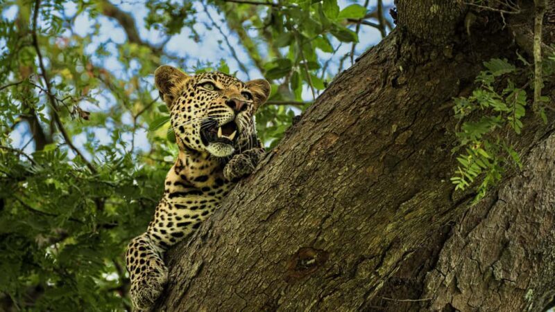 From Zanzibar: Mikumi Day Safari without hotel pickup - An In-Depth Look at Your Mikumi Day Safari