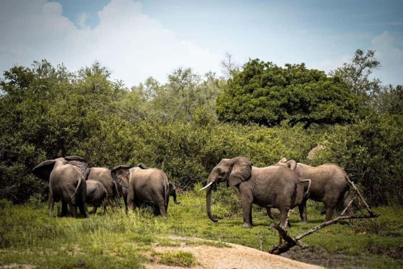 From Zanzibar: Mikumi Day Trip Safari By Flight. - An Overview of the Mikumi Day Trip Safari by Flight