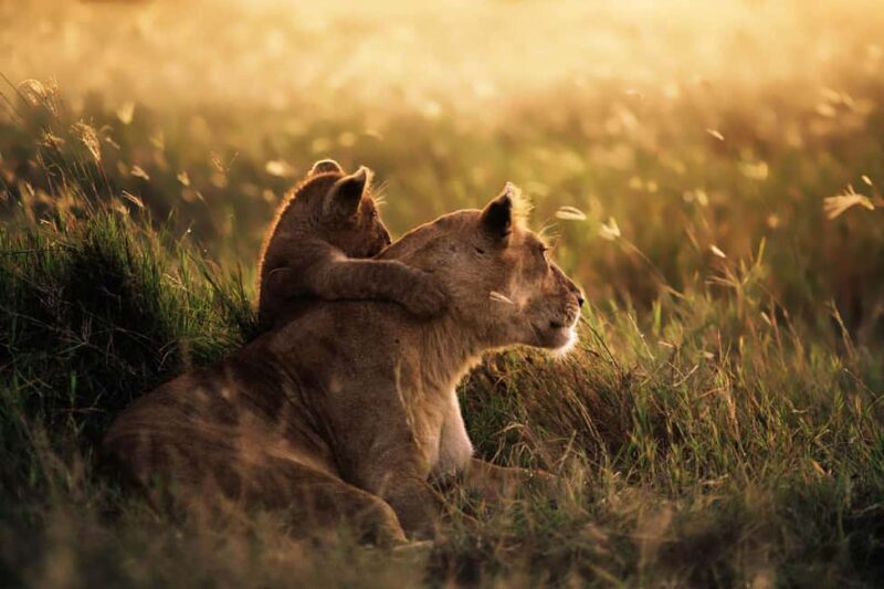 From Zanzibar: Mikumi Day Trip Safari By Flight. - Practical Details and What to Expect