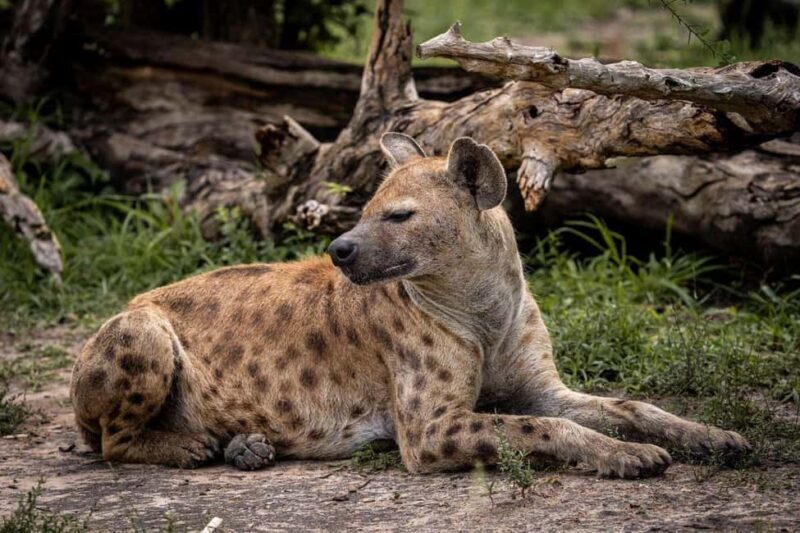 From Zanzibar: Mikumi Day Trip Safari By Flight. - Possible Drawbacks