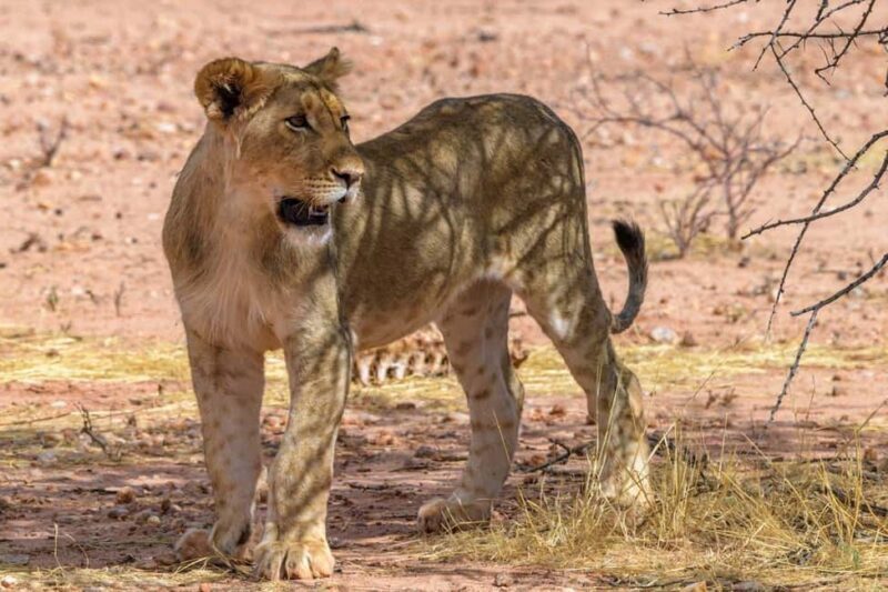 from Zanzibar: Mikumi national park 1-Day Safari by flight - The Practicalities and Value