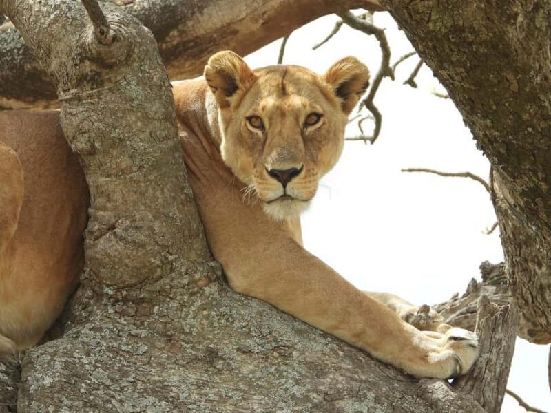 From Zanzibar: Mikumi National Park Day Trip with Flights - What To Expect: From Zanzibar to Wilderness in a Day