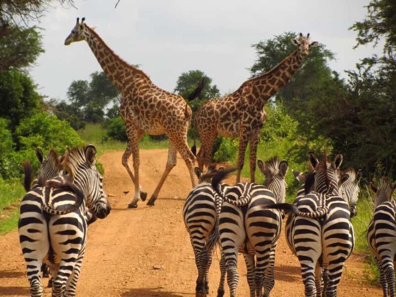 From Zanzibar: Mikumi National Park Day Trip with Flights - Why This Tour Offers Great Value